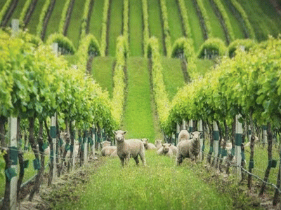 baby doll sheep
