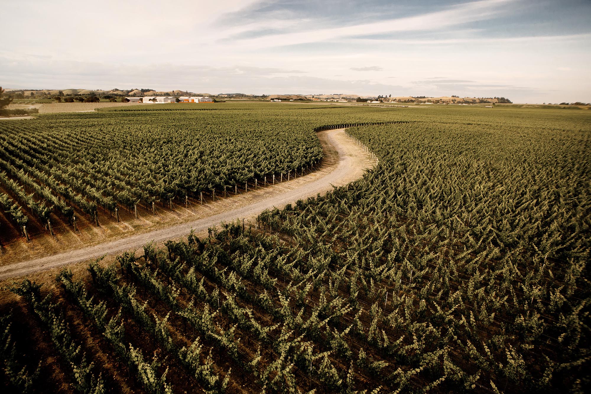 Gimblett Gravels Vineyard