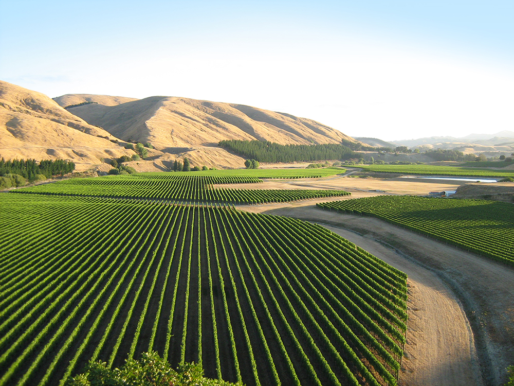 Te Muna Road Vineyard