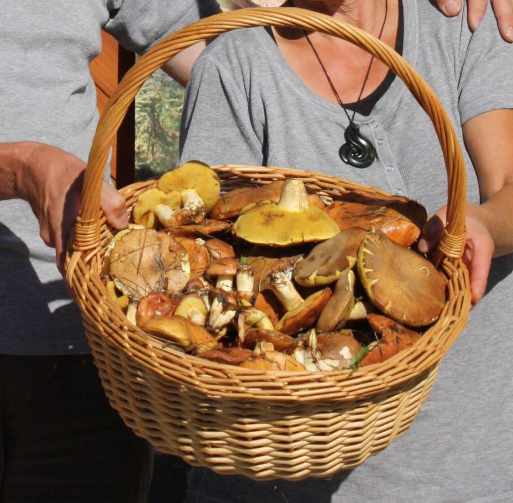 Pilz-Korb