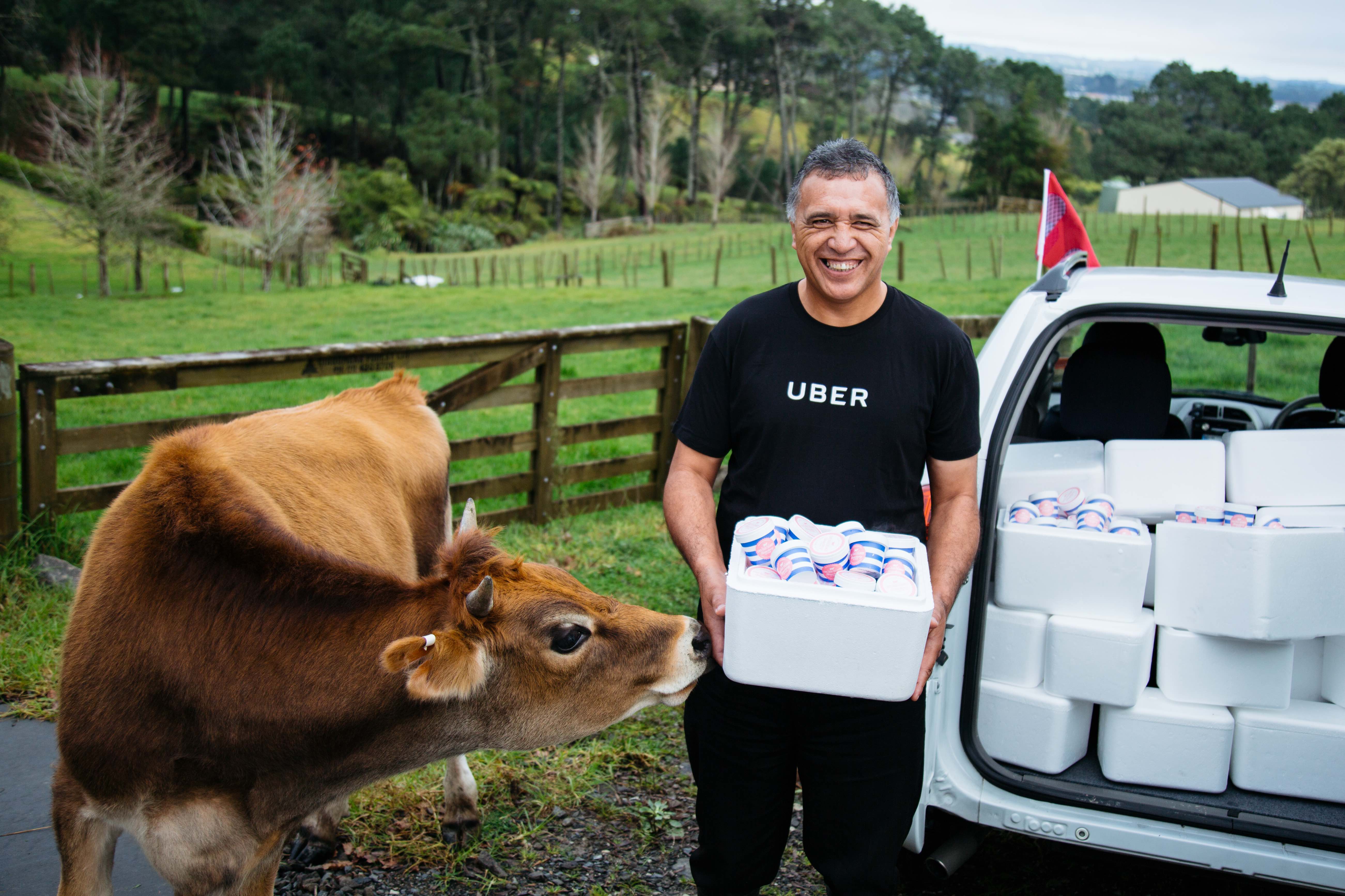 Uber driver Sam Hill and Ginger the cow get ready for Uber Ice Cream day