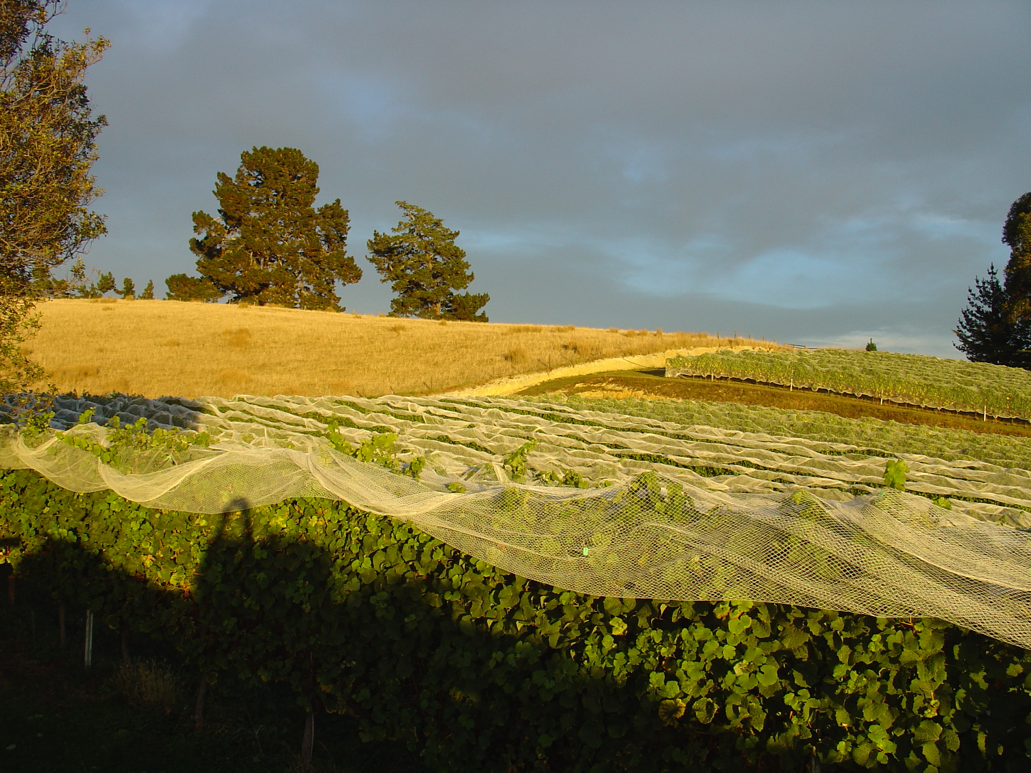 RC GRAPE TO GLASS BLACKENBROOK 1017 2