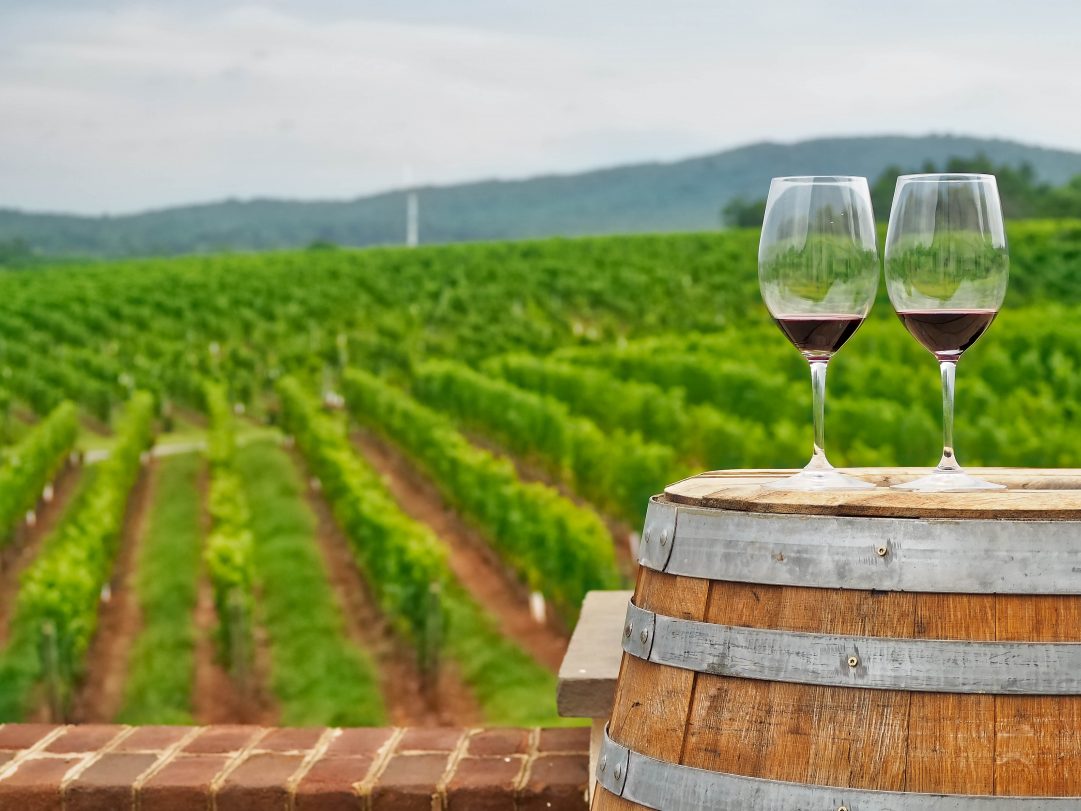 Auckland's Wine Regions