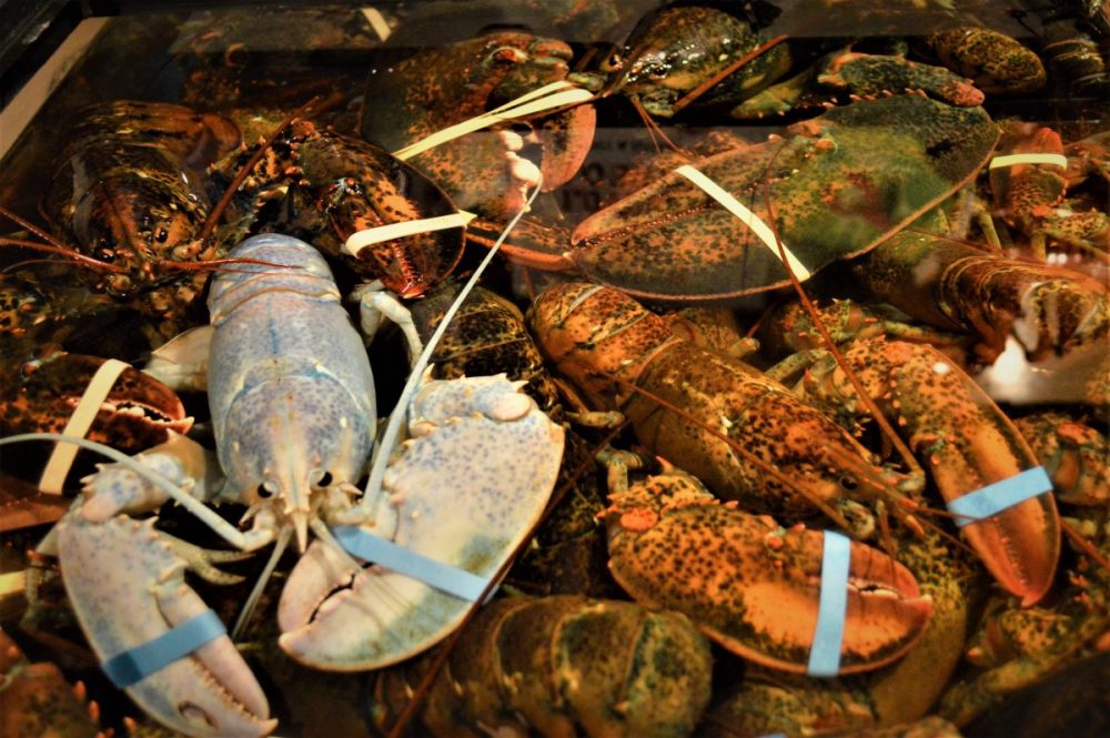 MARIJUANA USED IN STEAMING LOBSTERS