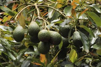 a tree with a bunch of avocados growing
