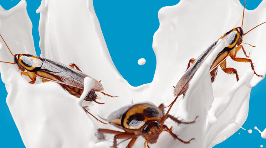 three cockroaches ride a wave of milk