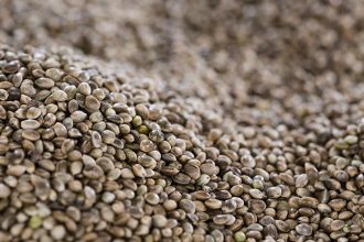 Hemp seed