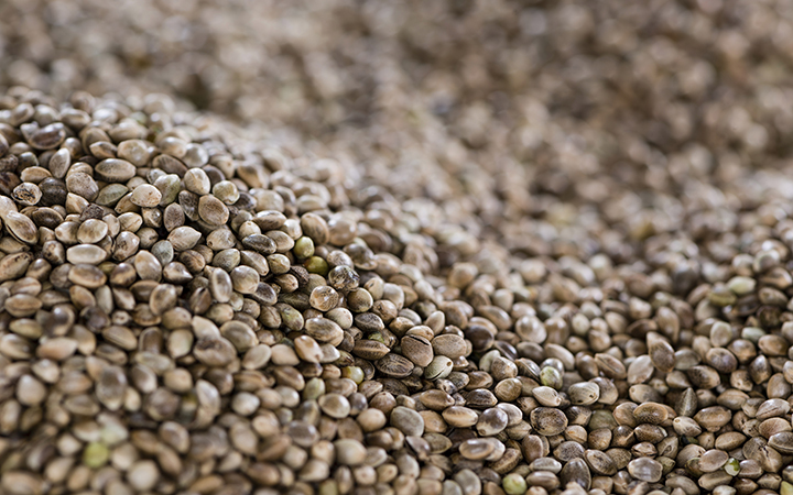 Hemp seed