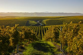 A Marlborough vineyard in sunset