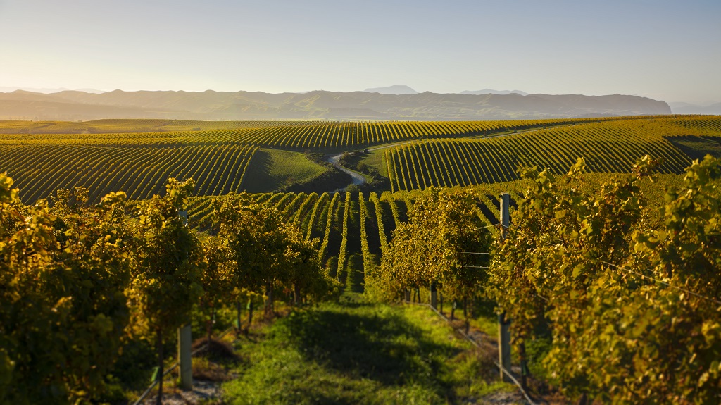 A Marlborough vineyard in sunset