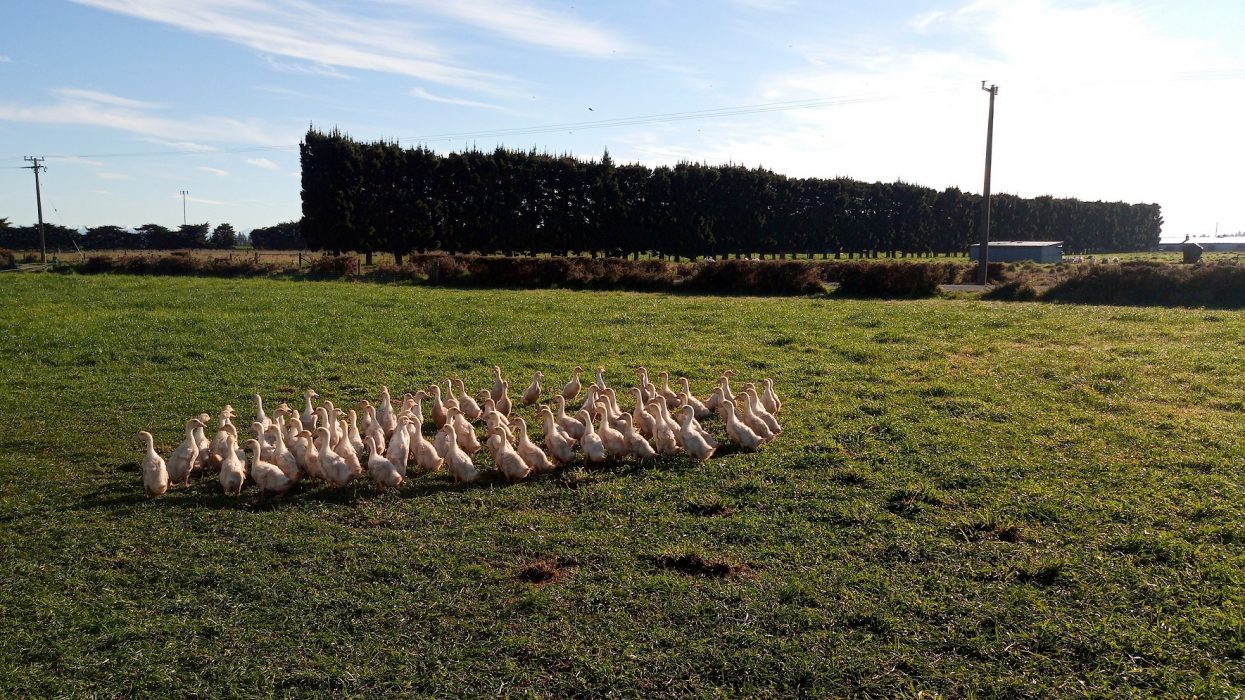 Crozier's Free Range (2)