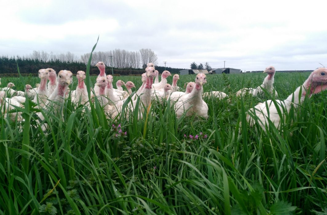 Crozier's Free Range (5)
