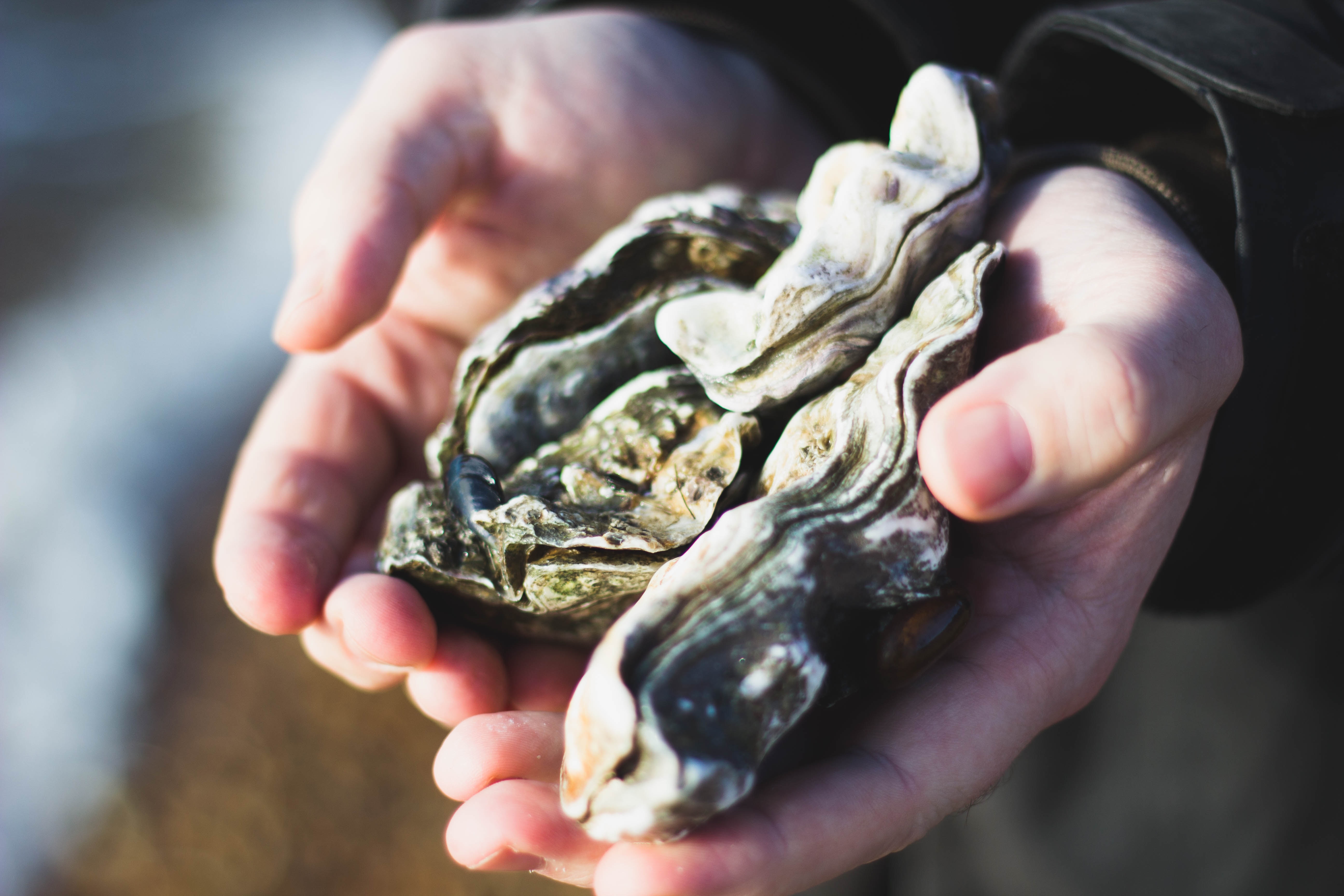 Two raw oysters held up by two hands
