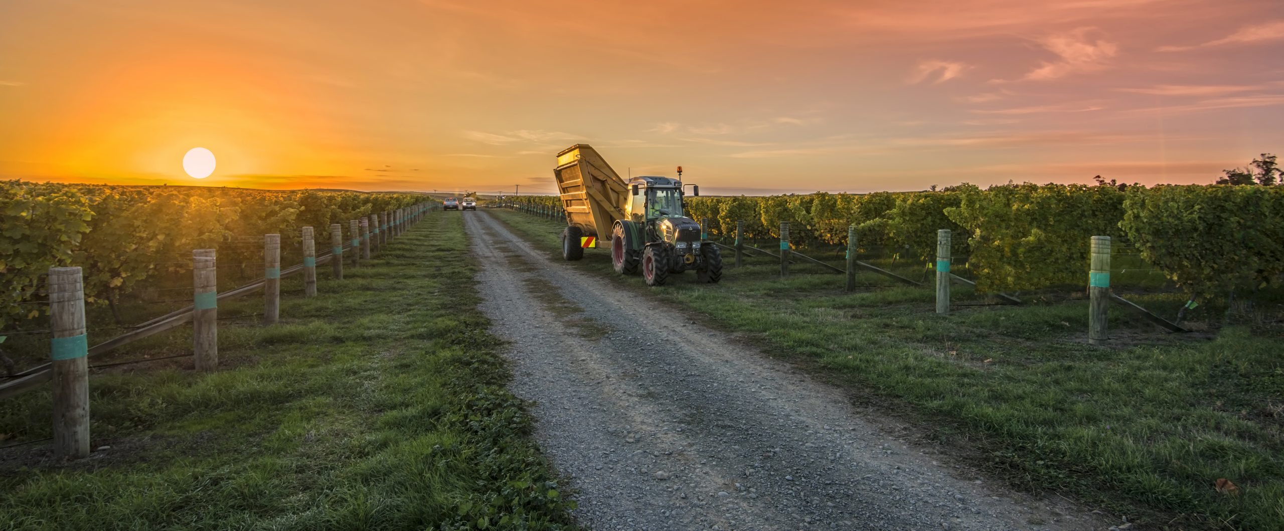 Marlborough Wine Harvest (Richard Briggs Photography)