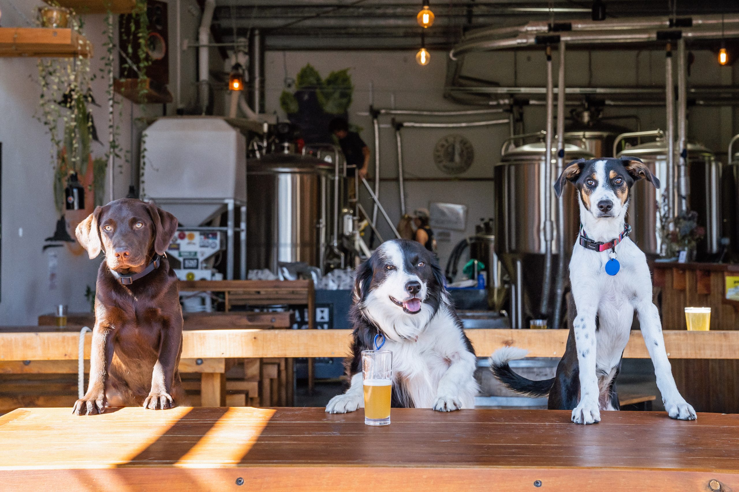 Brew pups, Messi, Max and Hazie