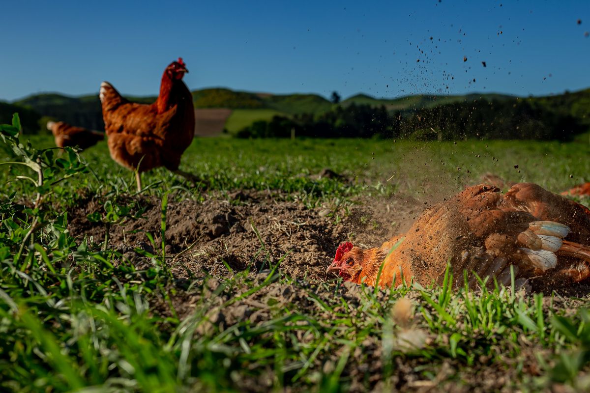 Standard Layout (17)