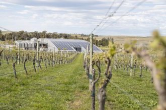 Vineyard with solar panels in background
