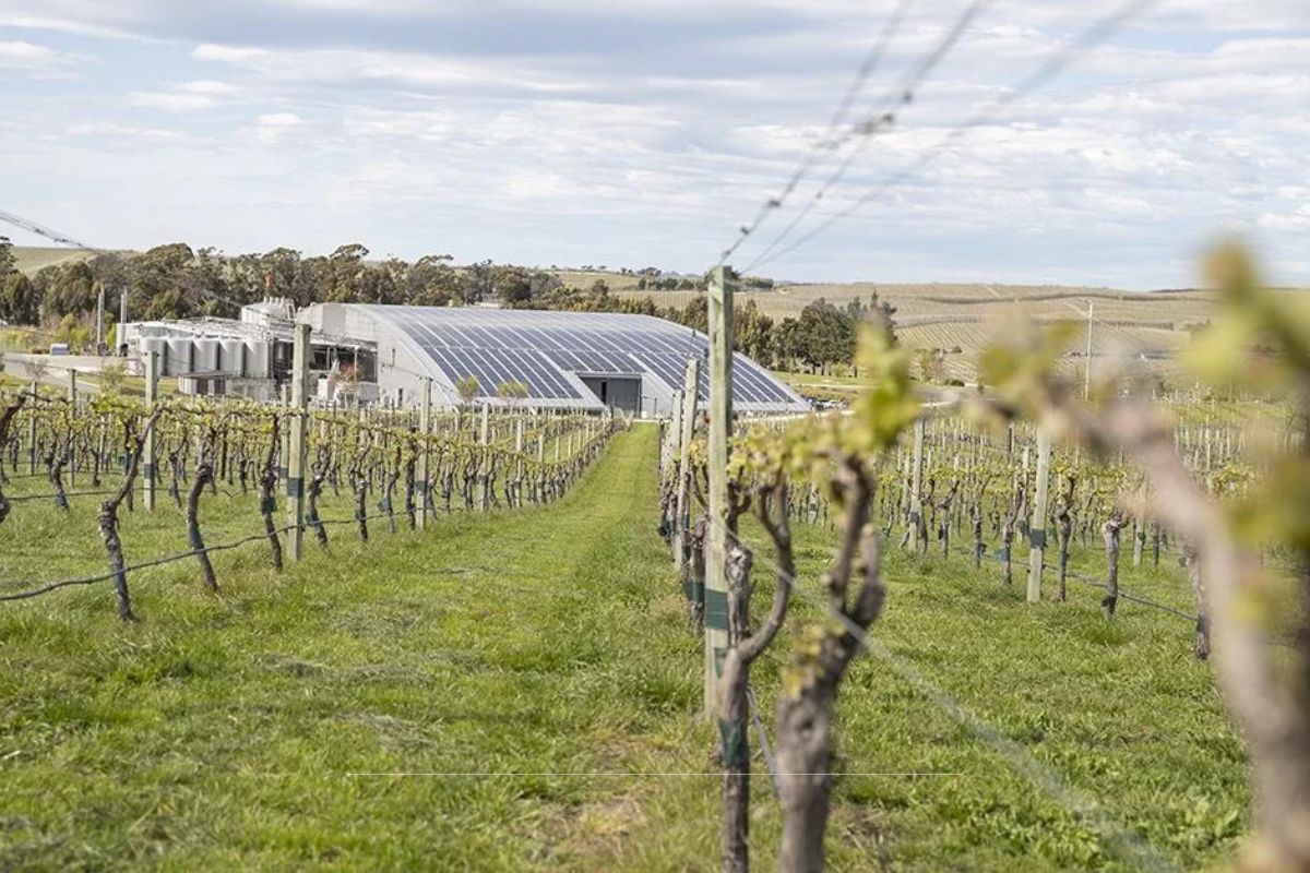 Vineyard with solar panels in background