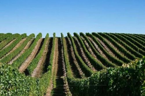 Vineyard