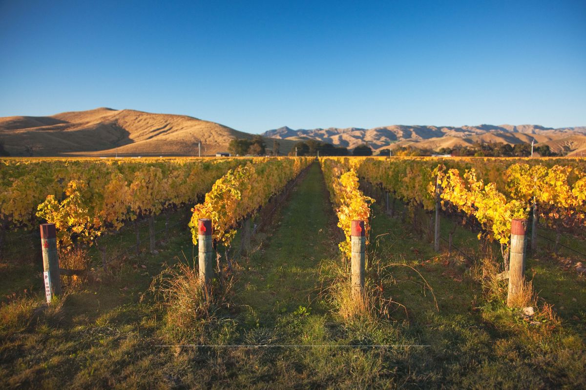 Close up of vineyard