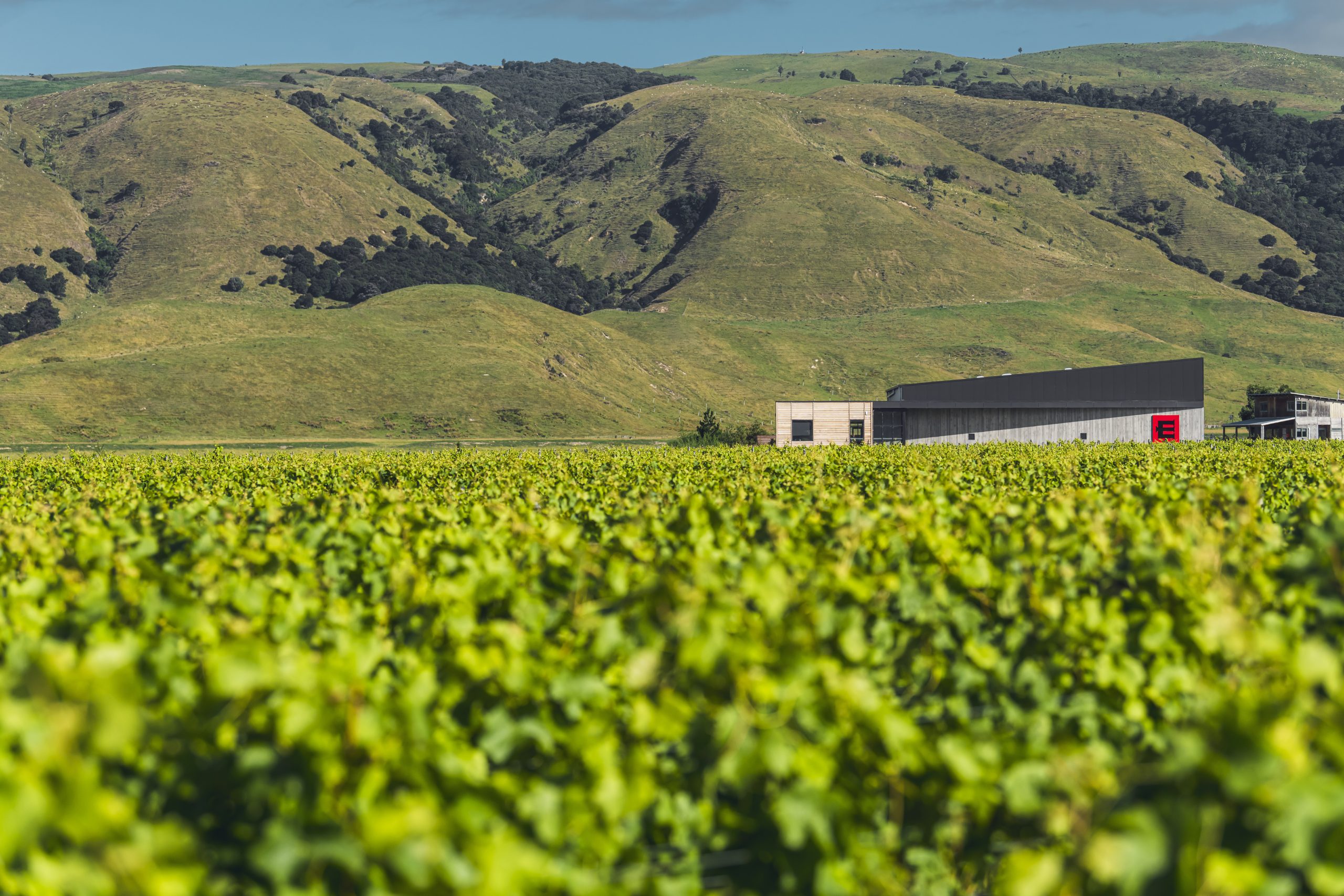 vineyard