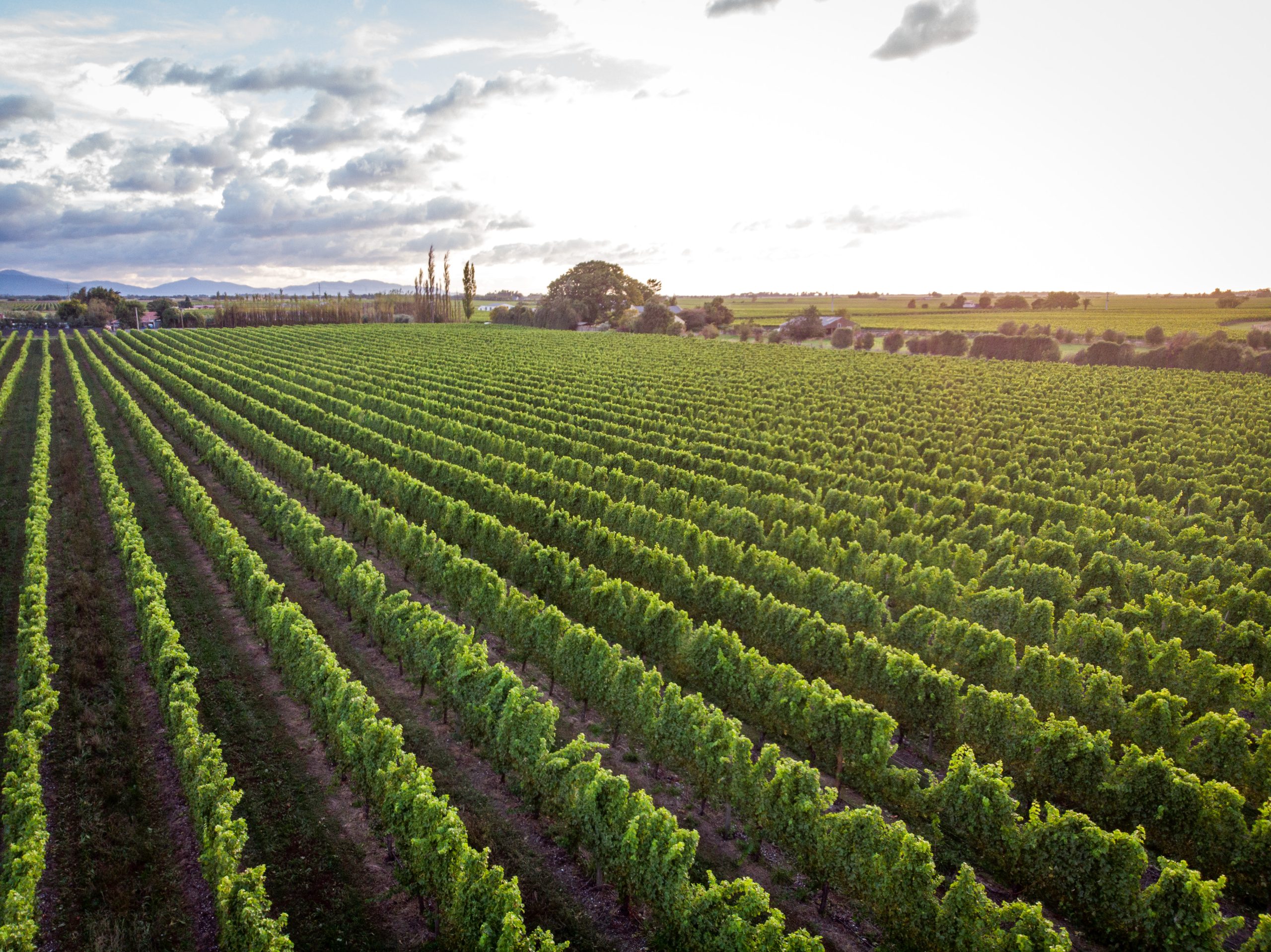 Blank Canvas Holdaway Sauvignon Blanc vineyard