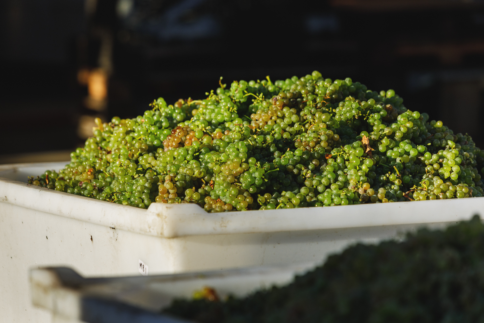 DogPointVineyard_Sauvignon Blanc grapes
