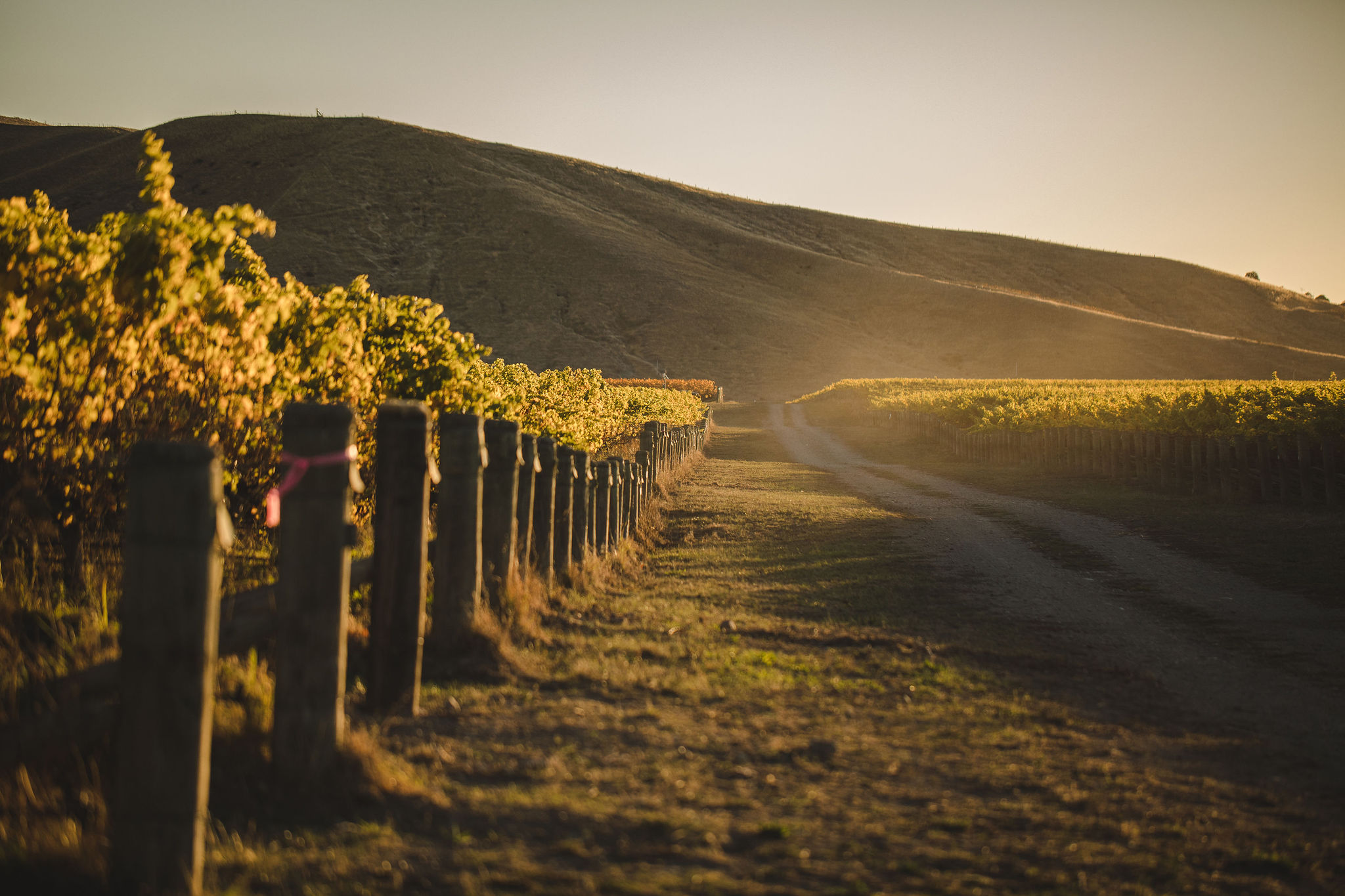 Jules Taylor_Autumn_MeadowBank Vineyard