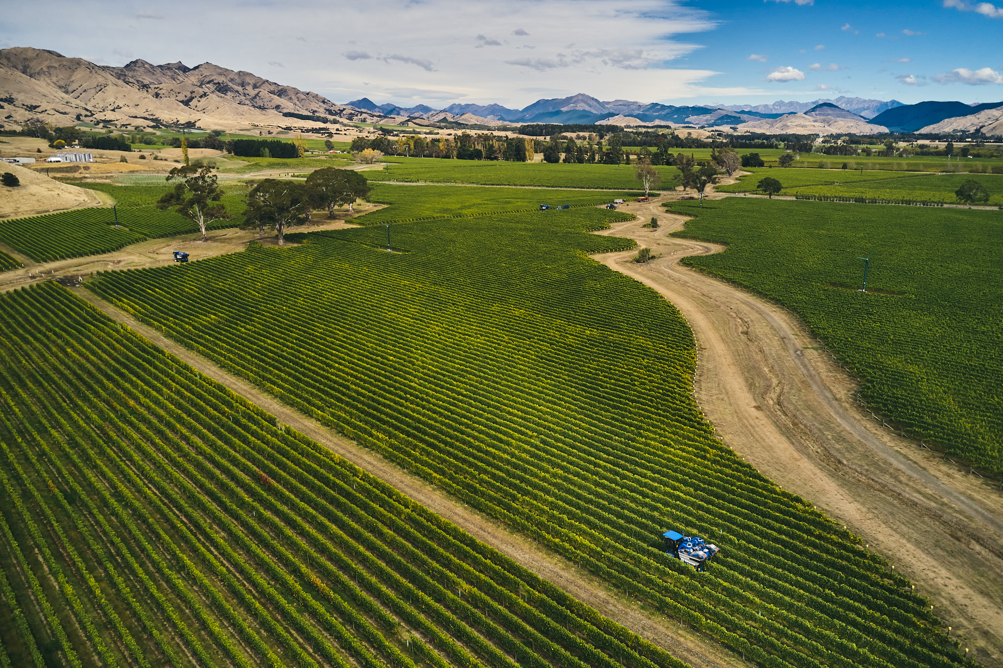 Marisco Wines Harvest