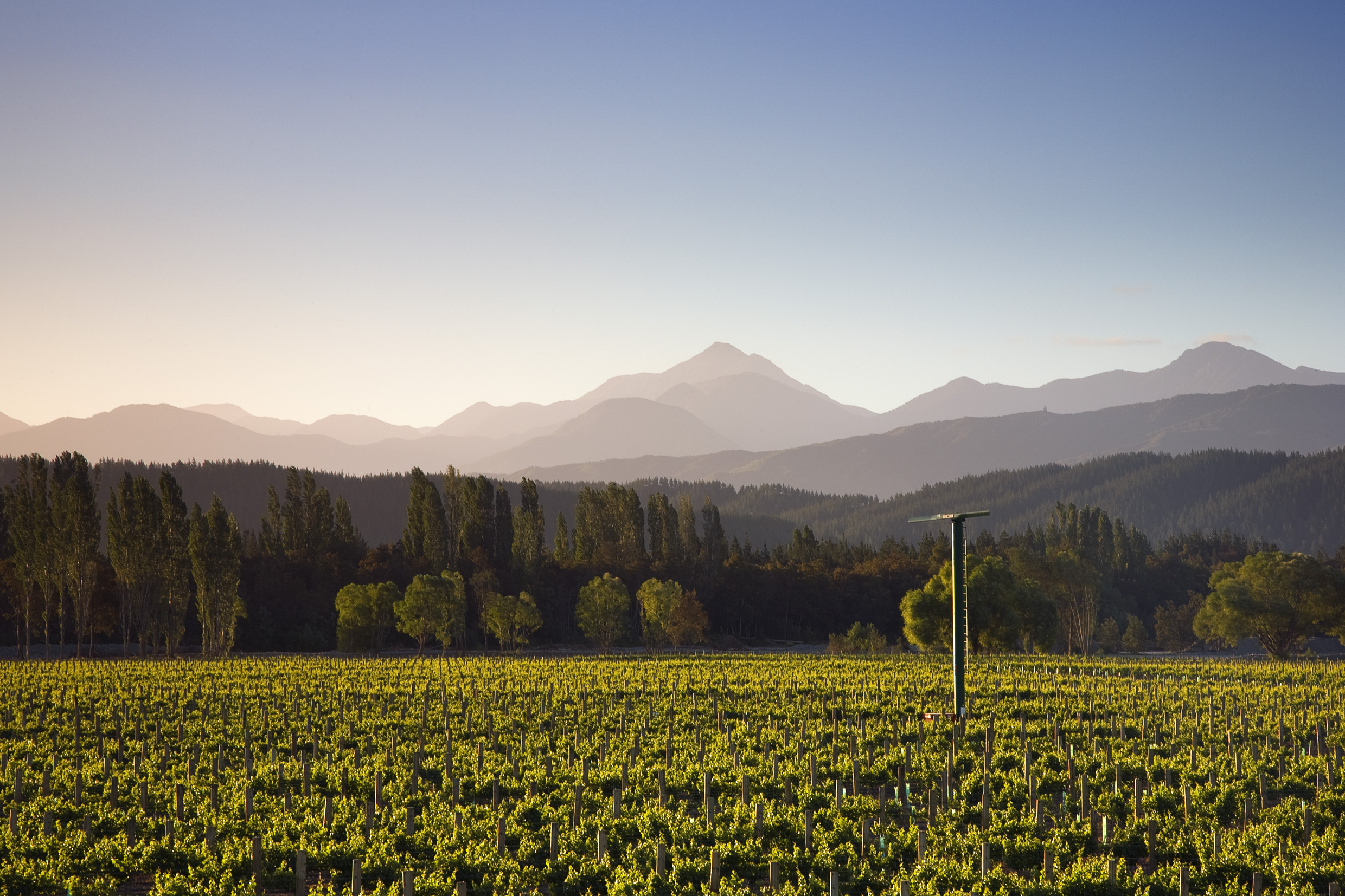 Marisco_Waihopai Valley Vineyard3
