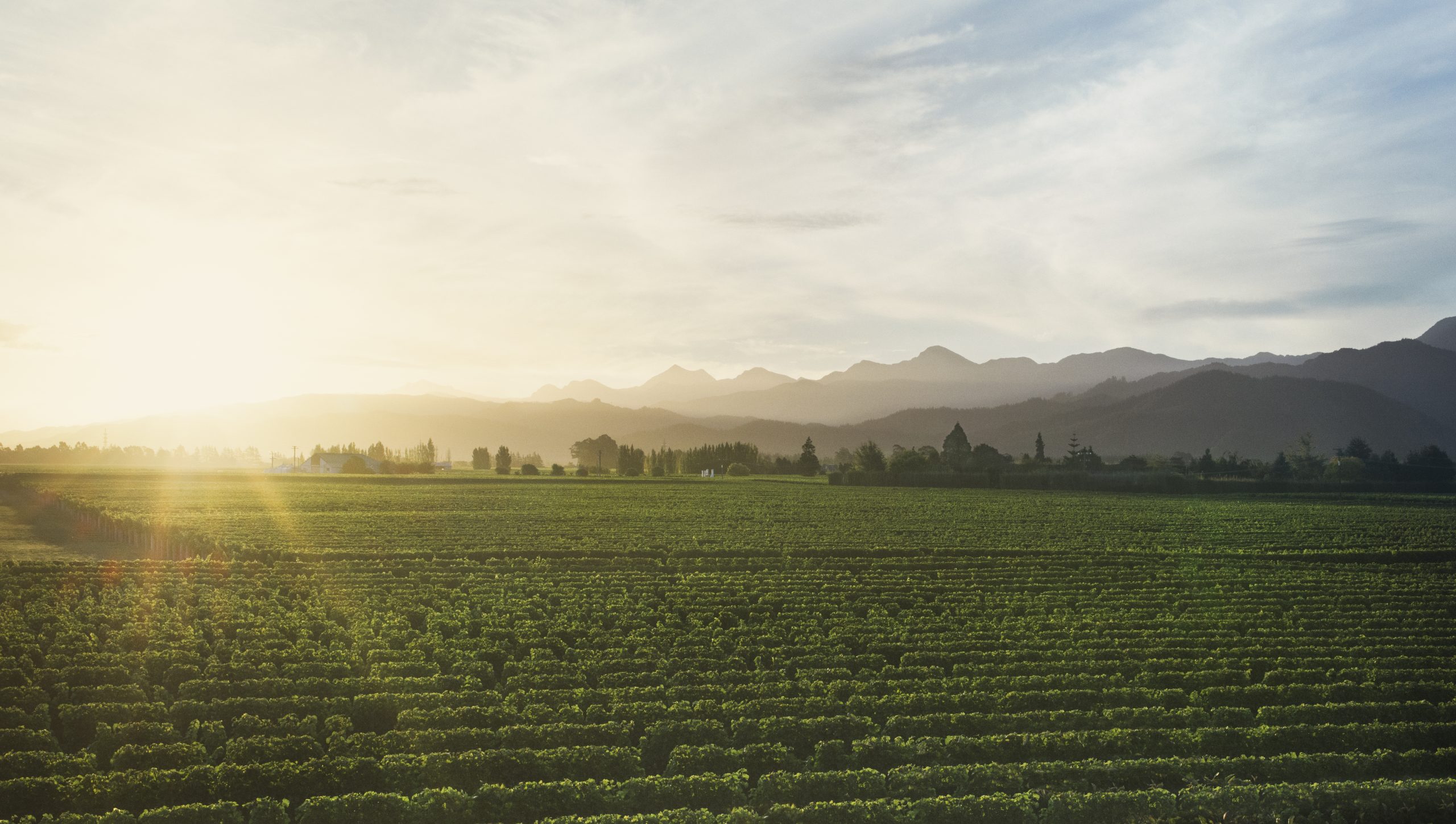 Two Rivers Vineyard Wairau Valley