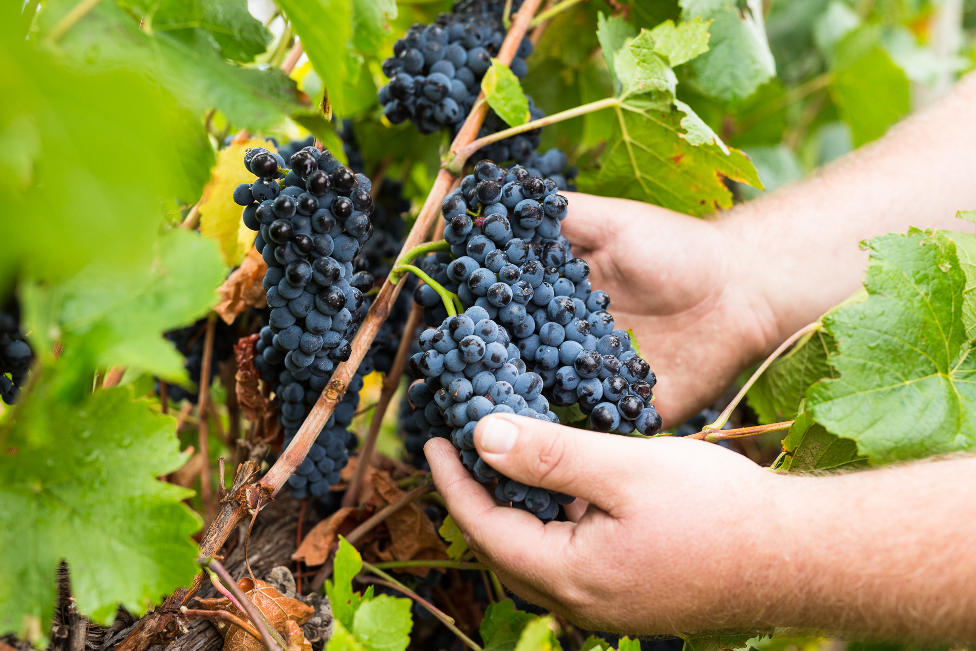 Vines