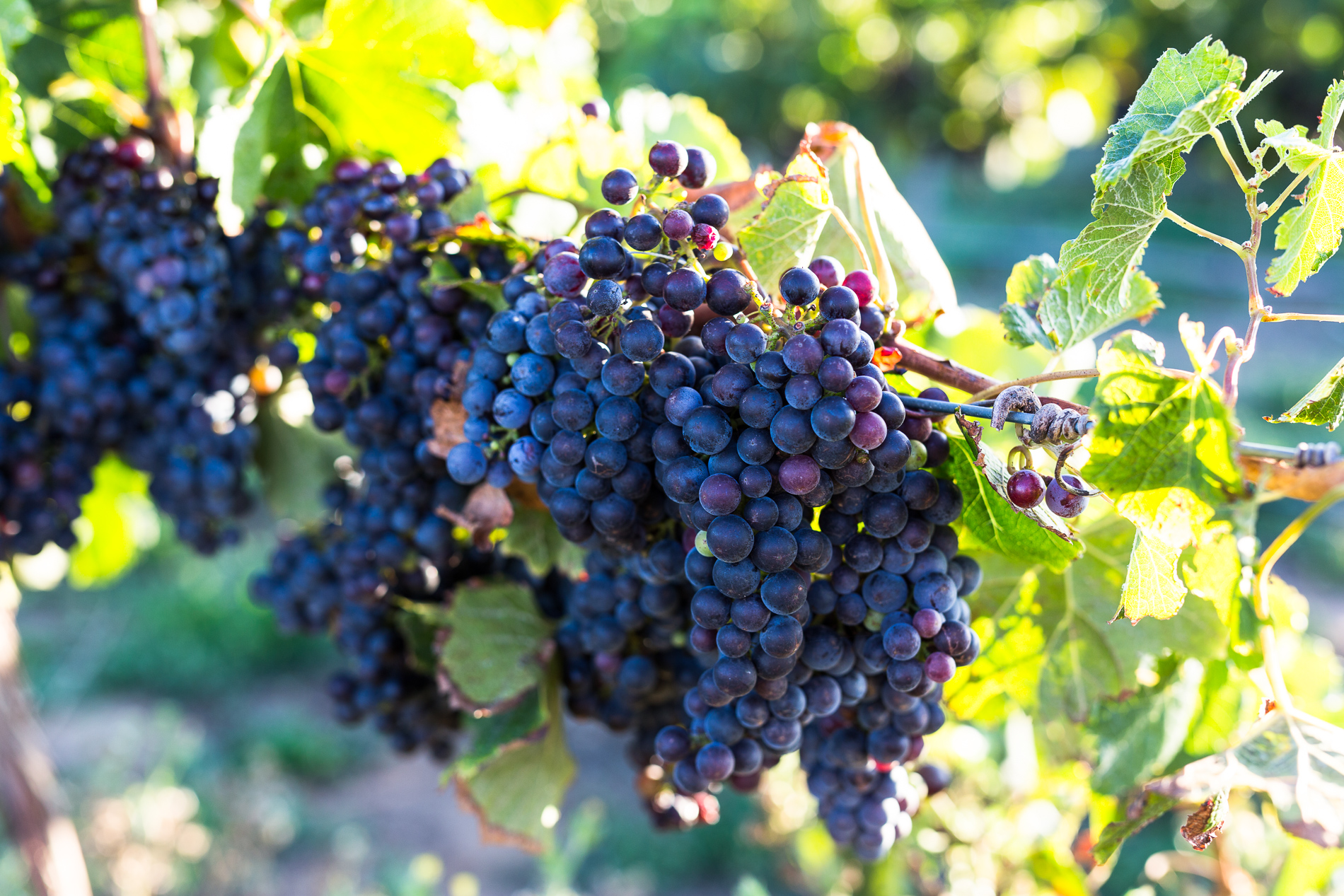 Vines(1)