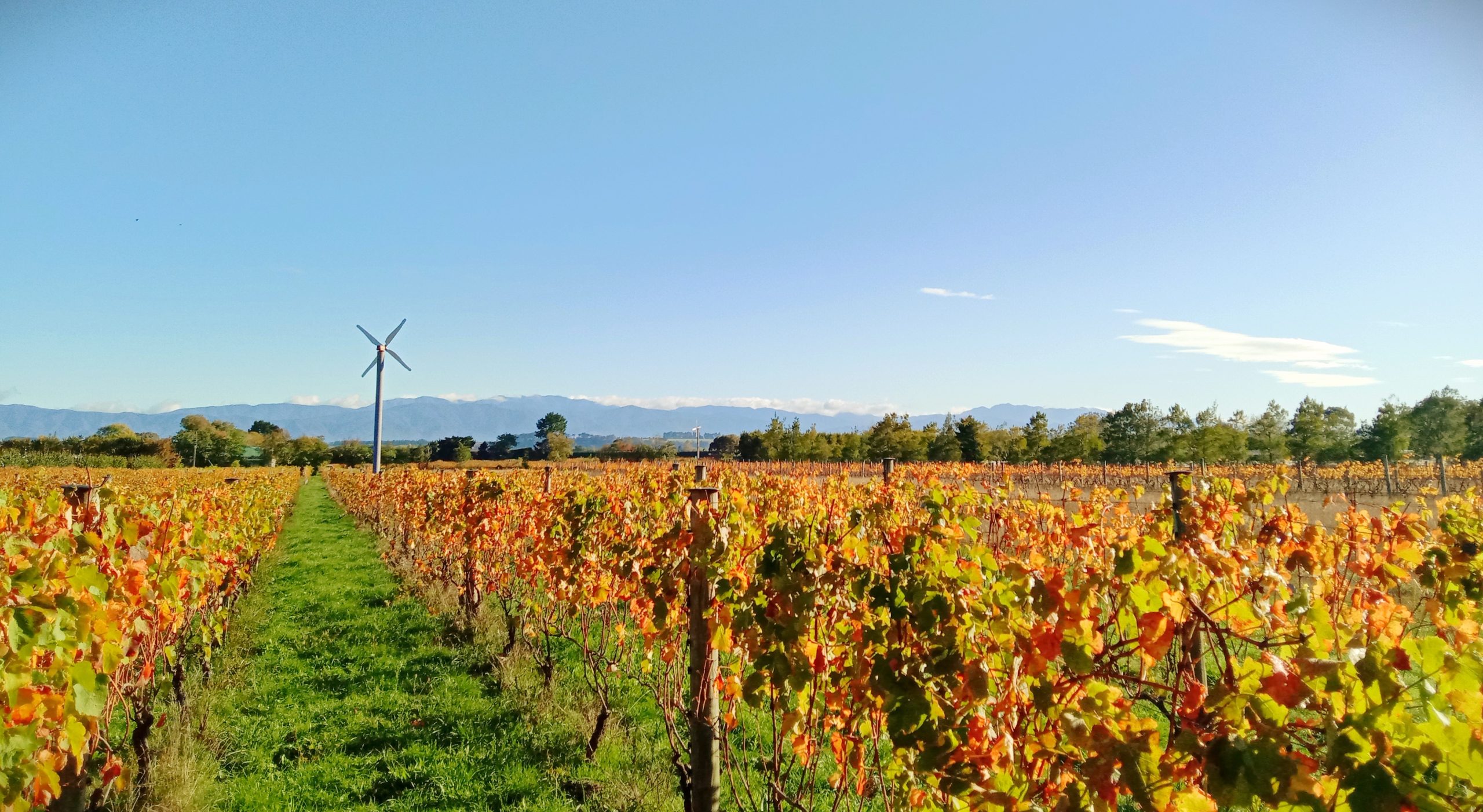 Autumn vineyard