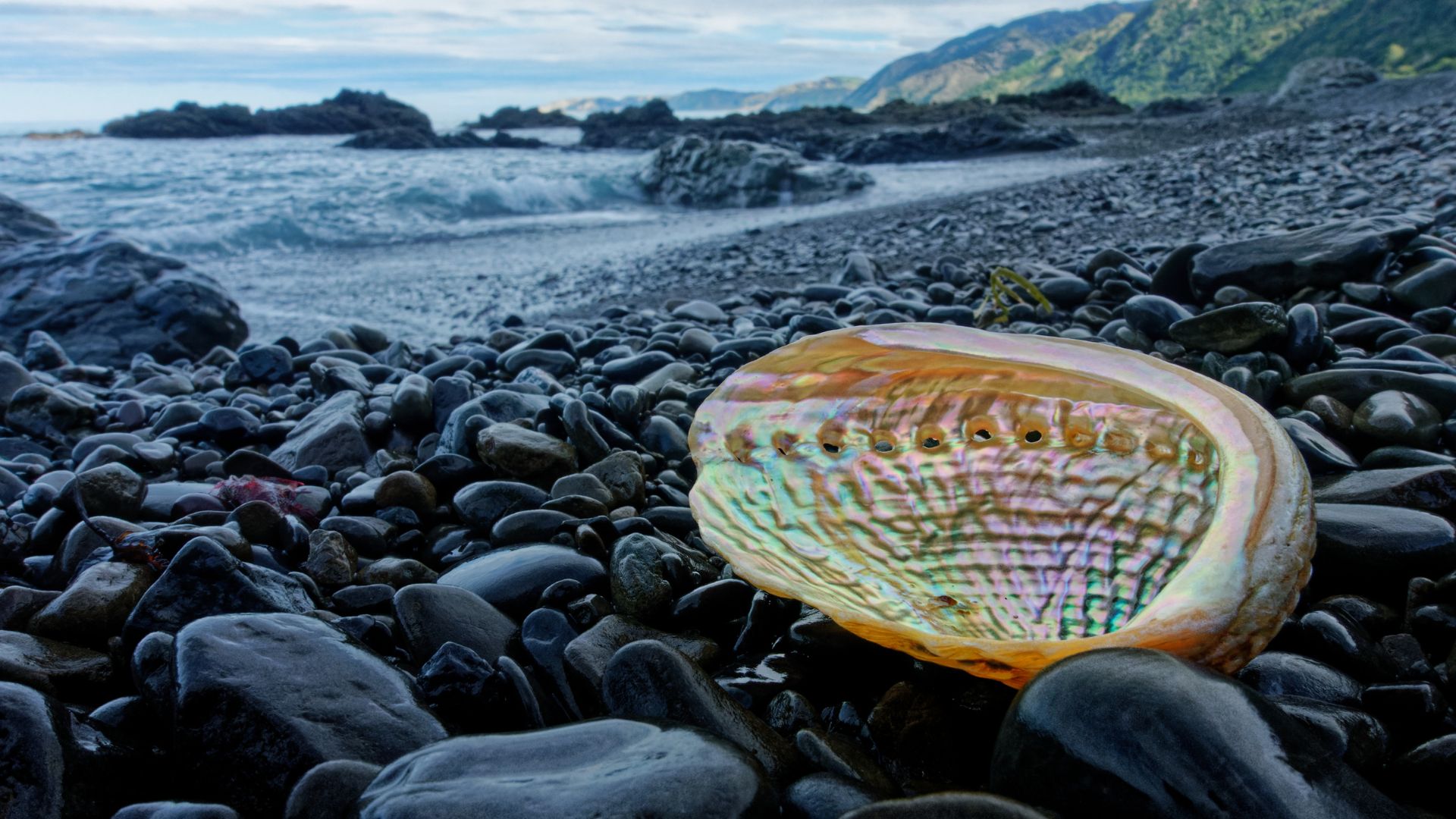 Pāua