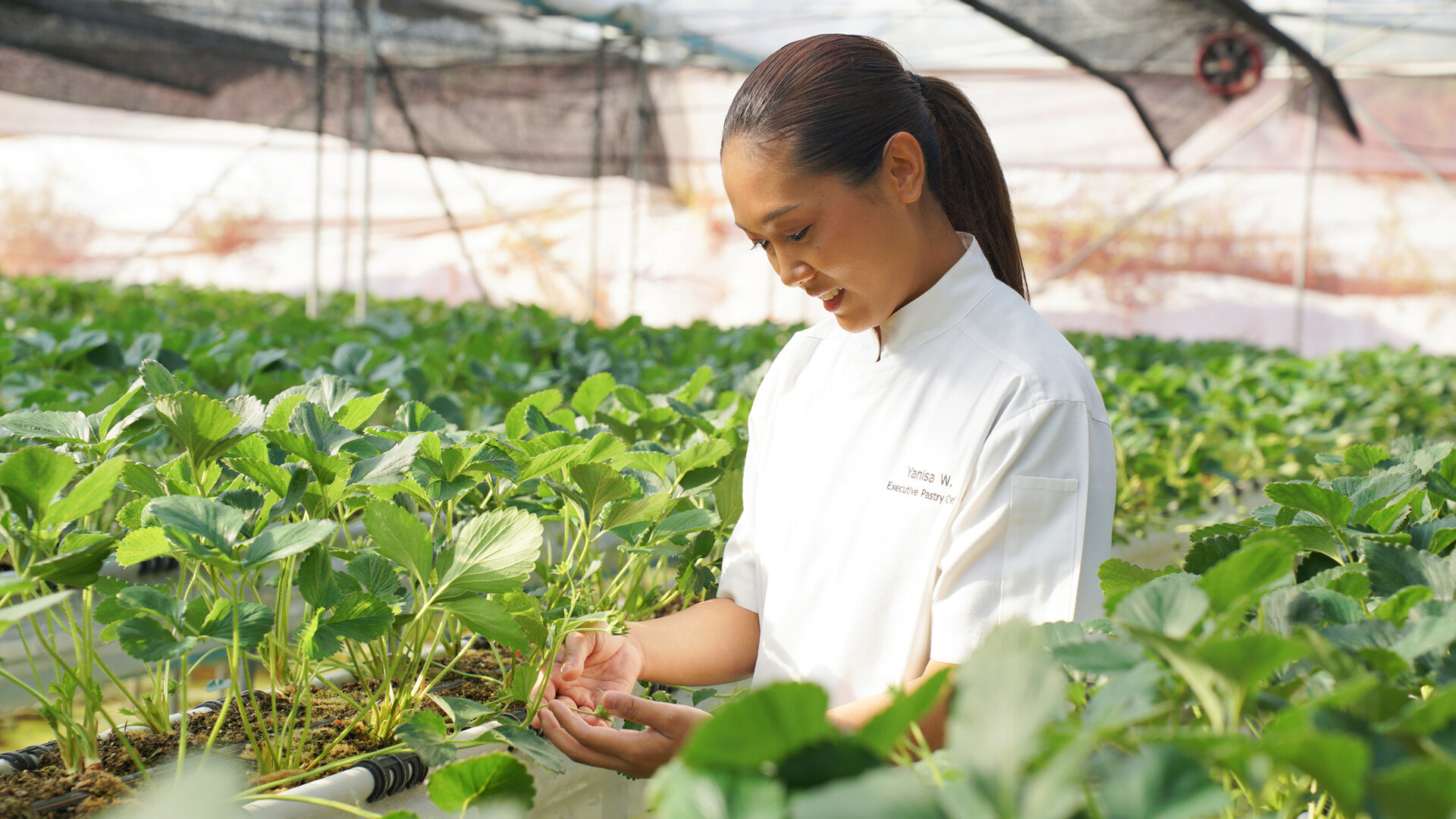 Culinary Roots