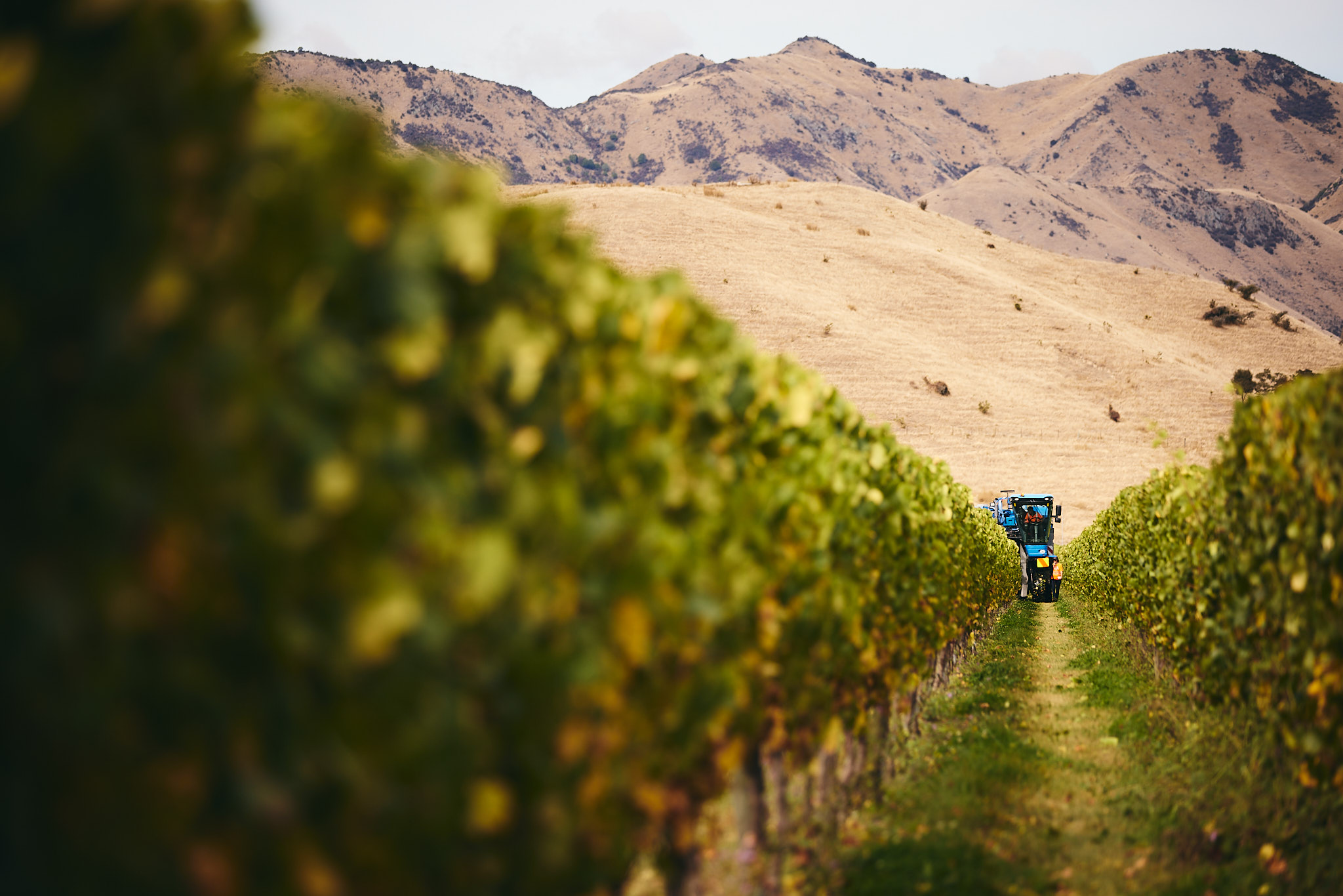 Marisco Family Vineyards