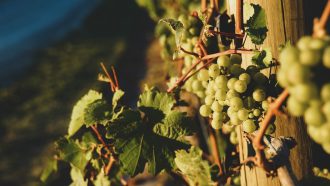 Marlborough Celebrates International Sauvignon Blanc Day