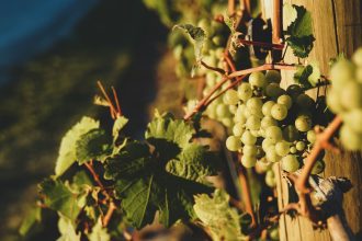 Marlborough Celebrates International Sauvignon Blanc Day