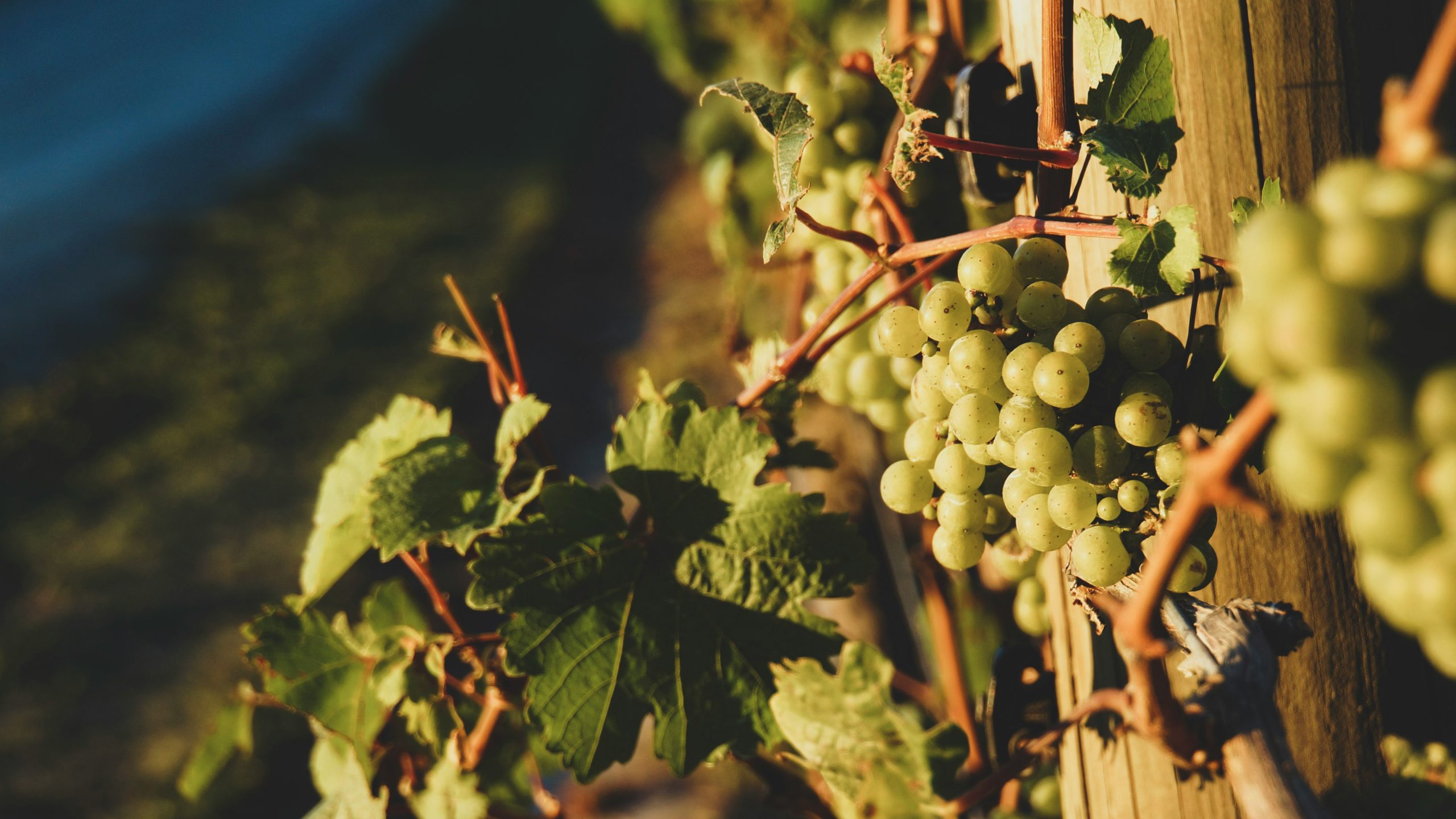 Marlborough Celebrates International Sauvignon Blanc Day