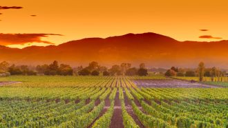 Vineyards and wineries