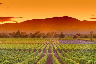 Vineyards and wineries