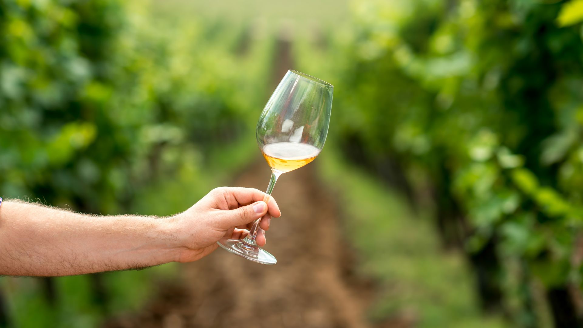 wine australia