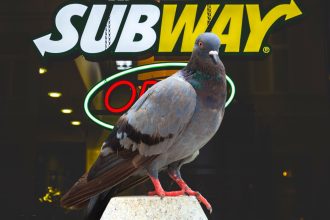 pigeon