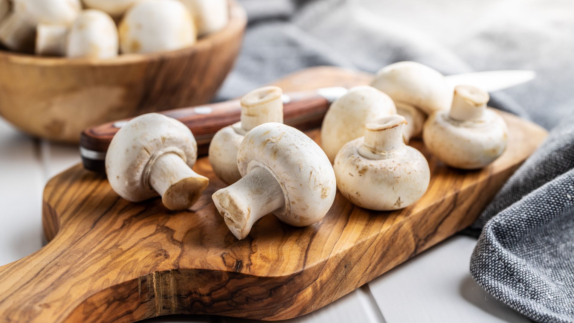 fungi