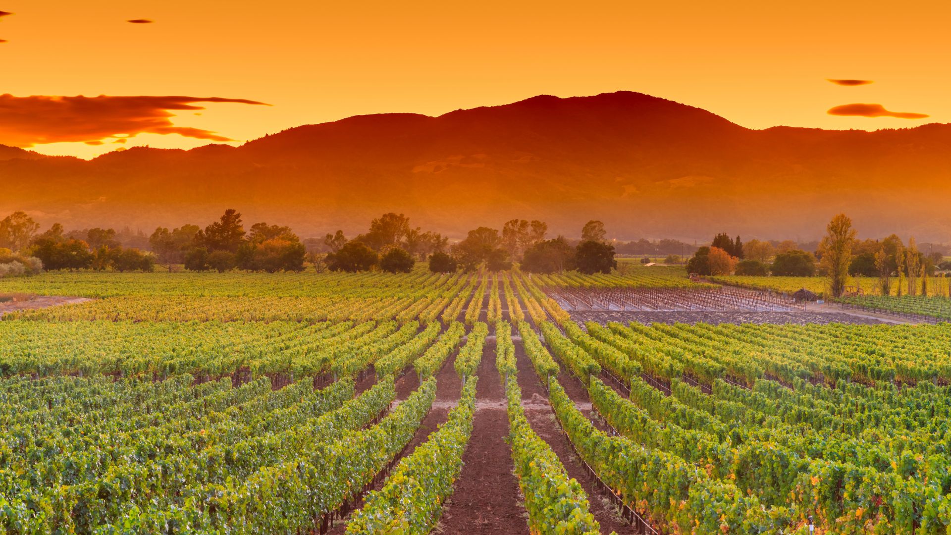 SA Wine recovery program