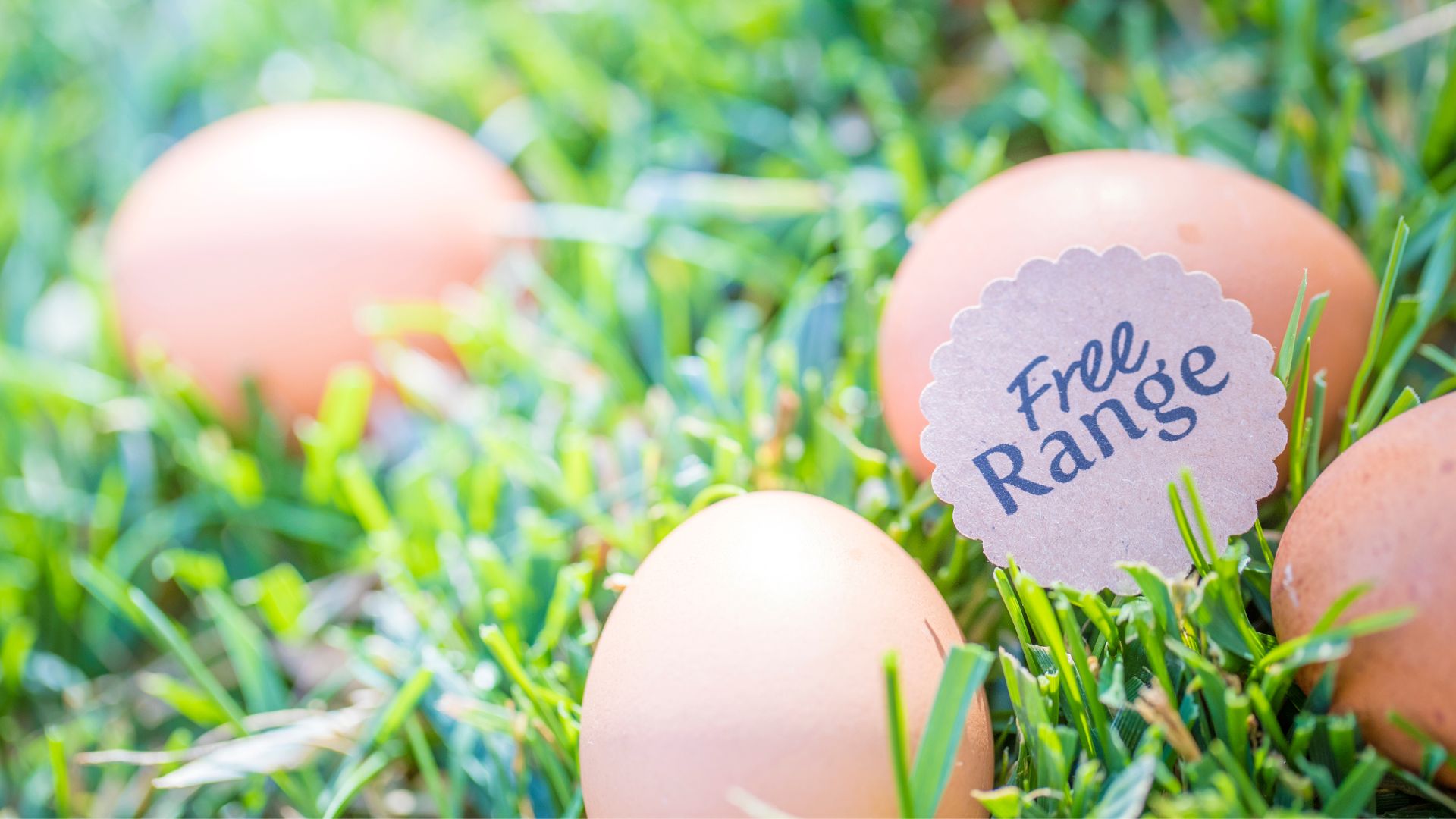 free range