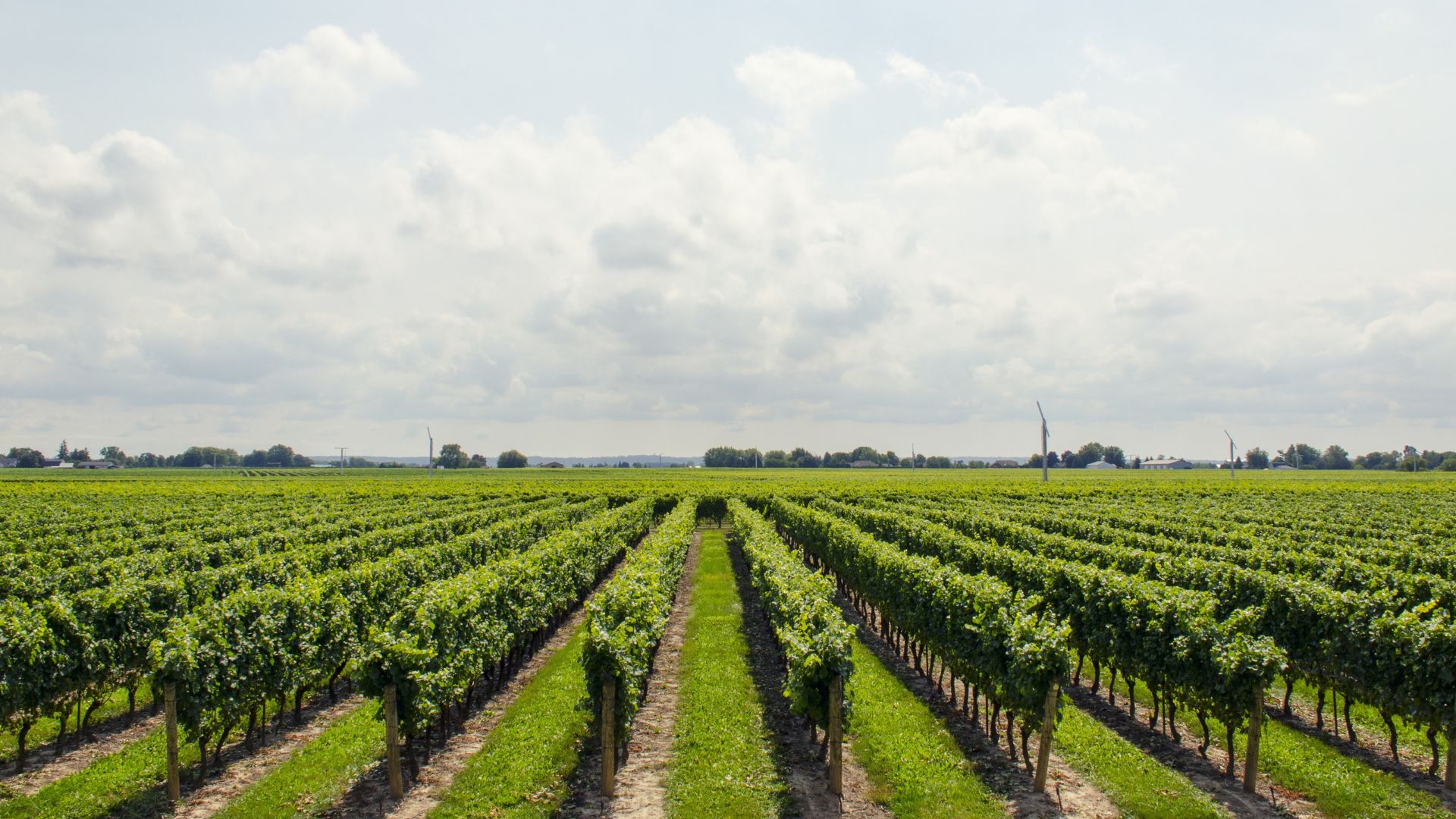 Vineyard