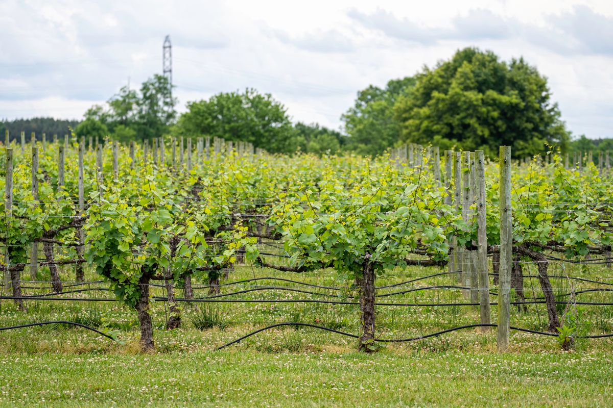 trellis
