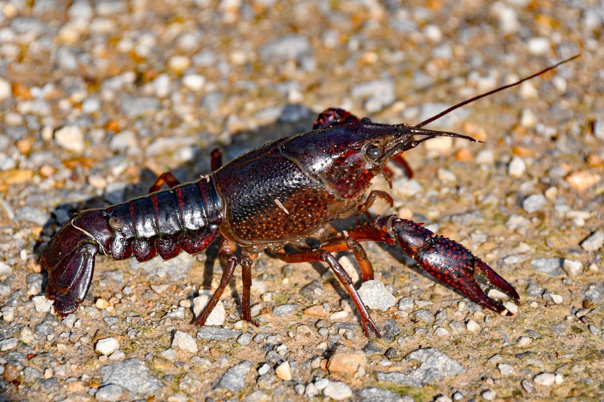 crayfish